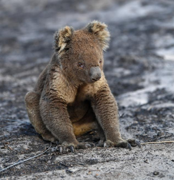 Animales en Australia  