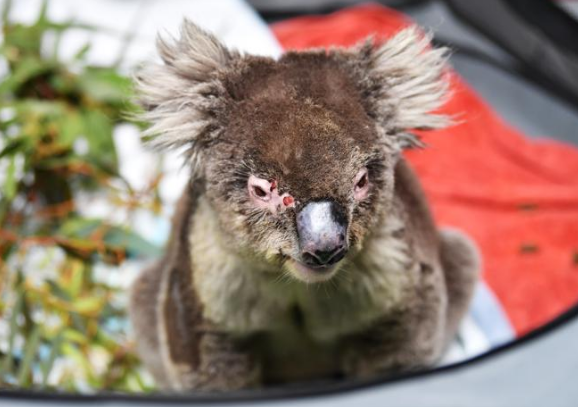 animales muertos en Australia 