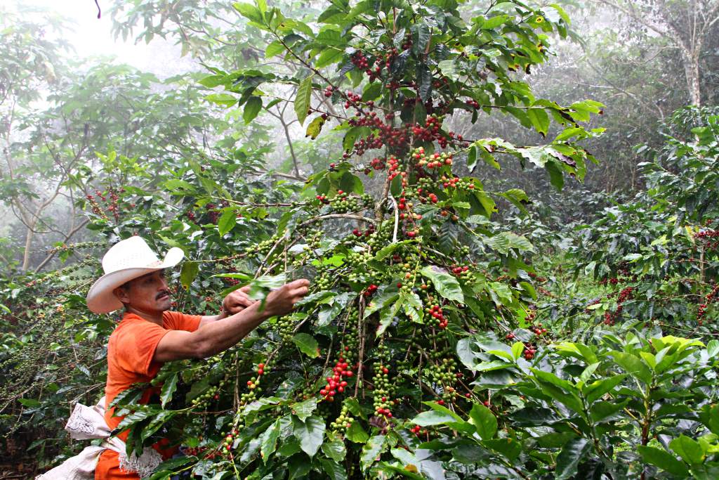 Más de un millón de cortadores de café se necesitan en Honduras
