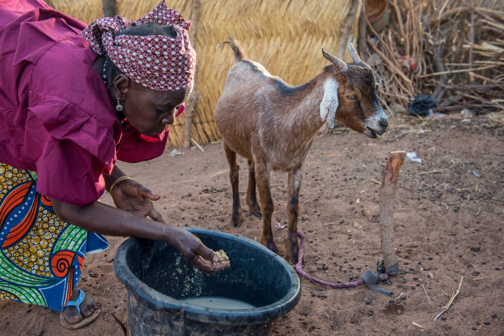 Falta de alimentación y agua.