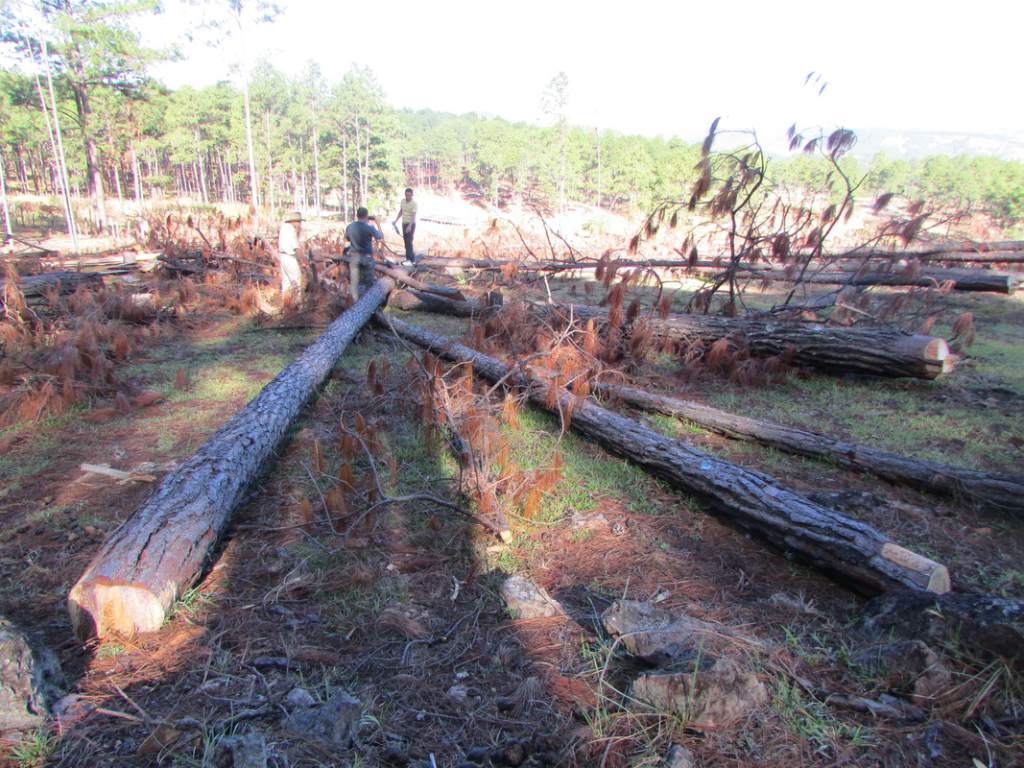 Más de 550 mil hectáreas de bosque  destruidas en Honduras entre 2011 y 2020