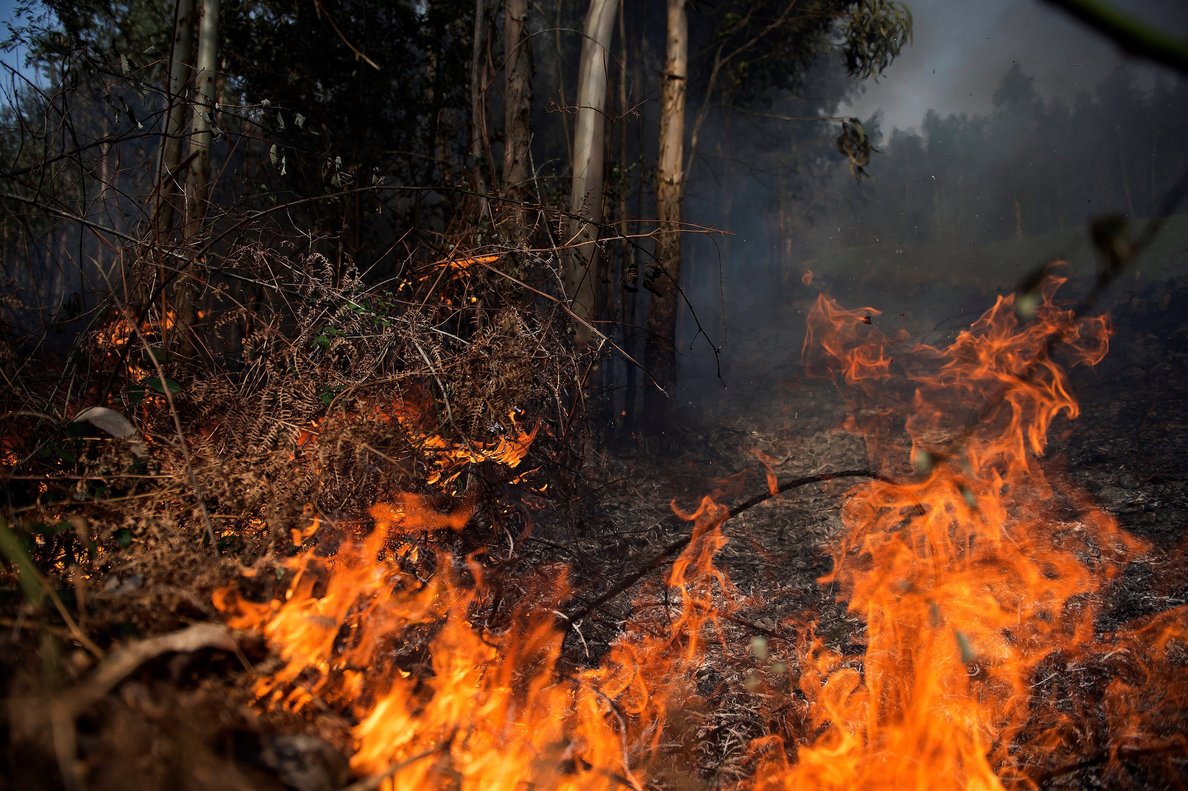Unas 1,200 hectáreas de bosque han sido consumidas por incendios en 2020