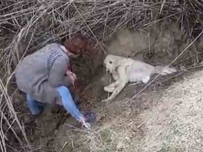 Maltrato animal: entierran vivo a un perro, mira como fue rescatado