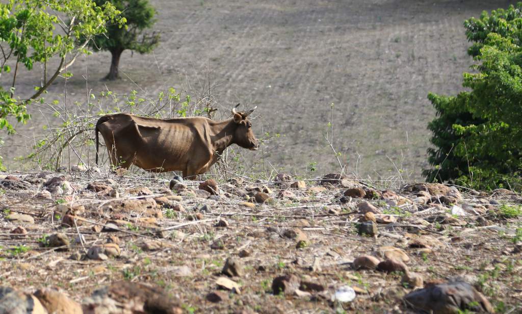 Entre un 20 y 30% podrían ser las pérdidas de ganado en Honduras en este 2020