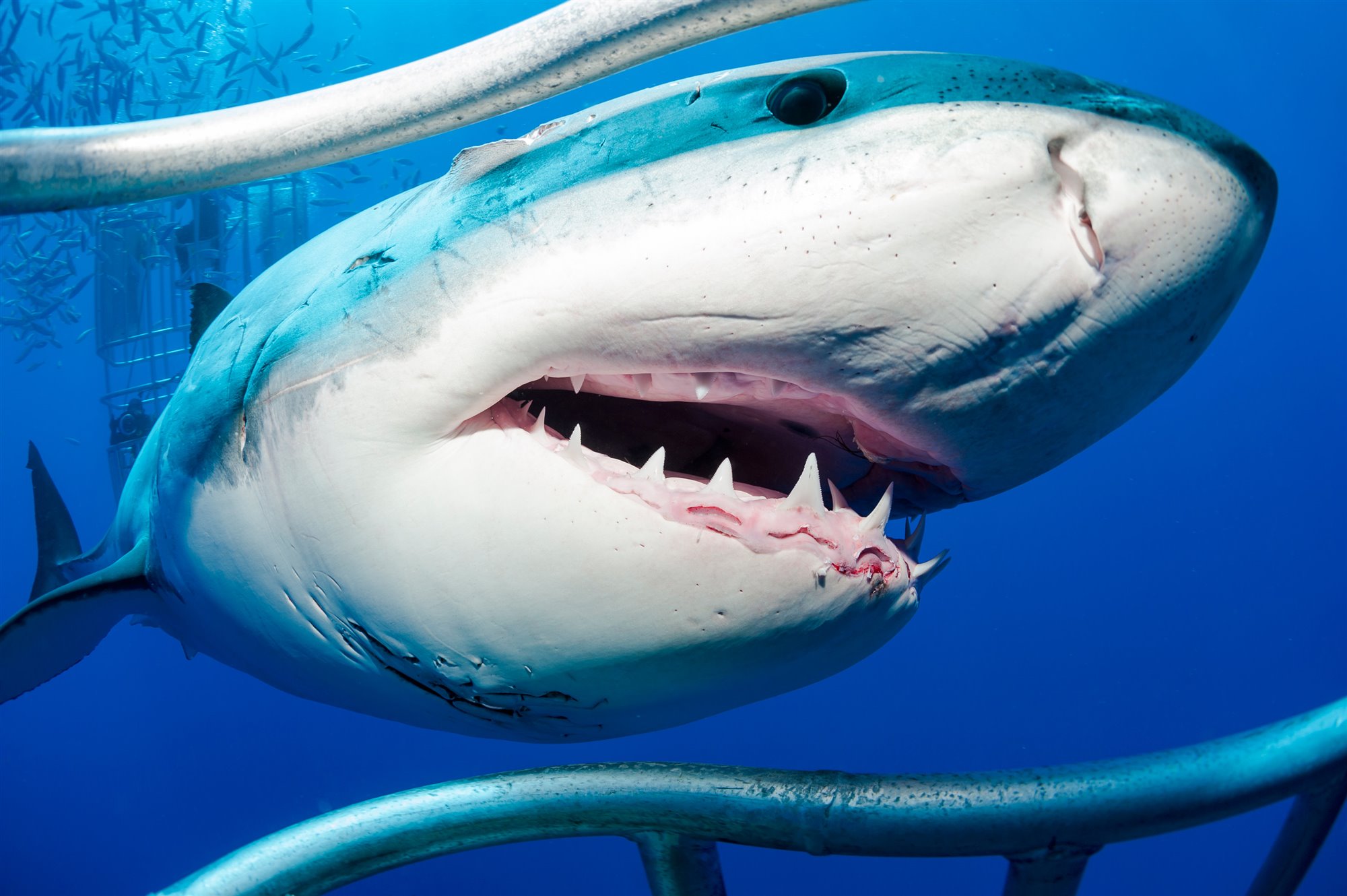 Surfista se enfrenta a golpes con un tiburón blanco