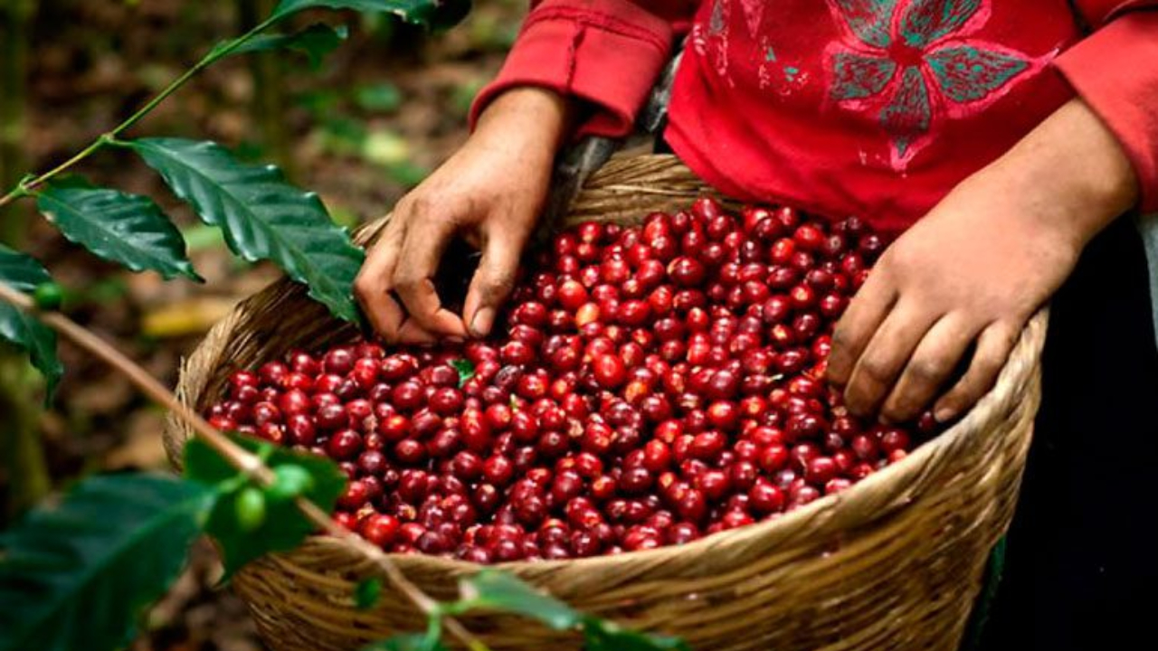 Coronavirus: productores de café advierten “consecuencias delicadas”