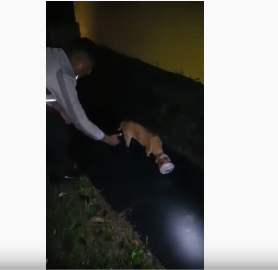Tapan cabeza de un perrito con un bote de plástico en La Ceiba, vea el video