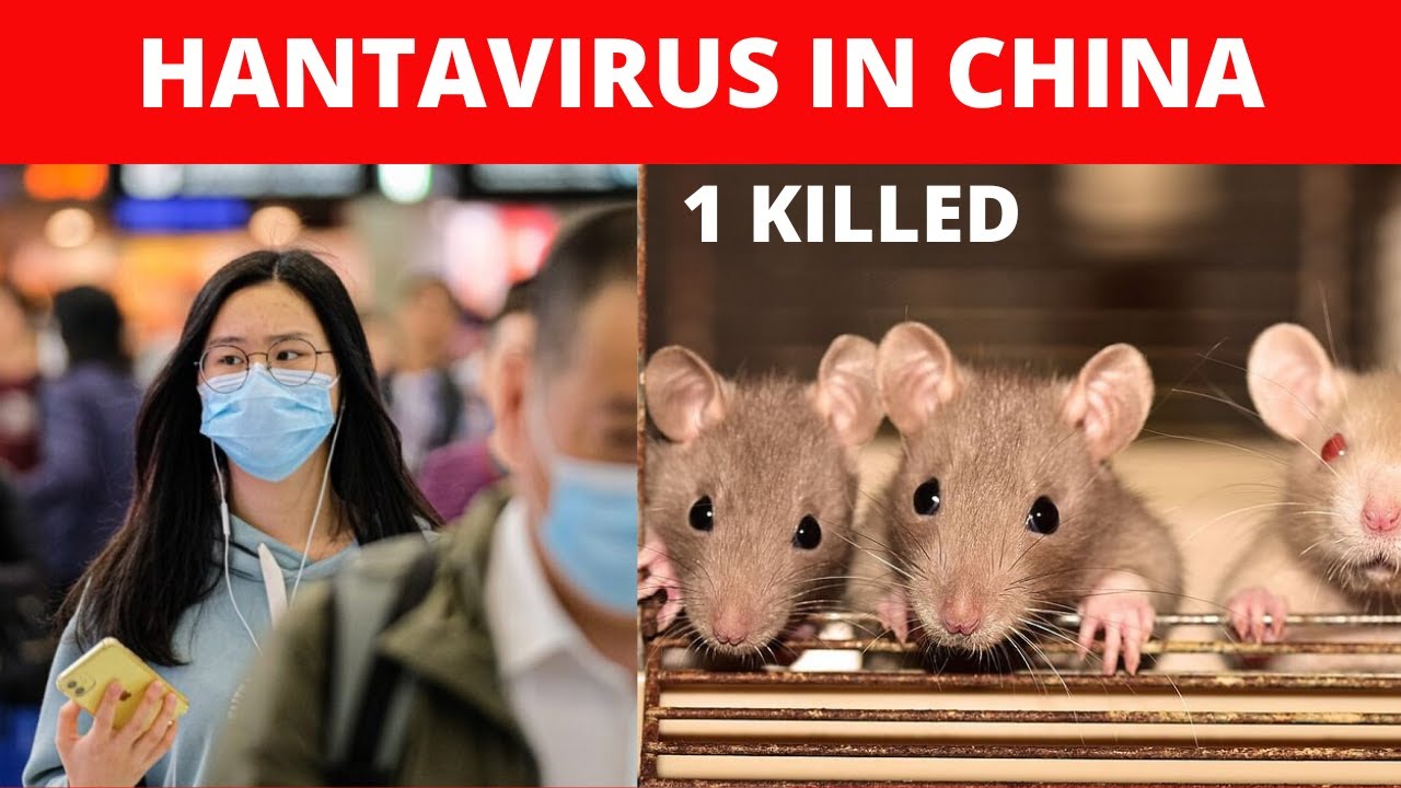 ¿Qué es el hantavirus?, el cual ya cobró la primera víctima en China