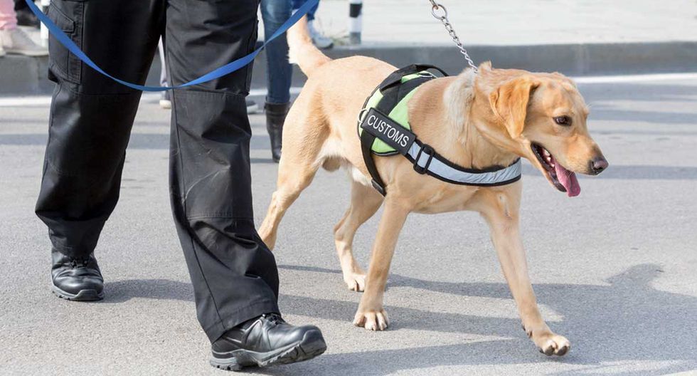 Investigadores británicos entrenarán a perros para detectar el covid-19