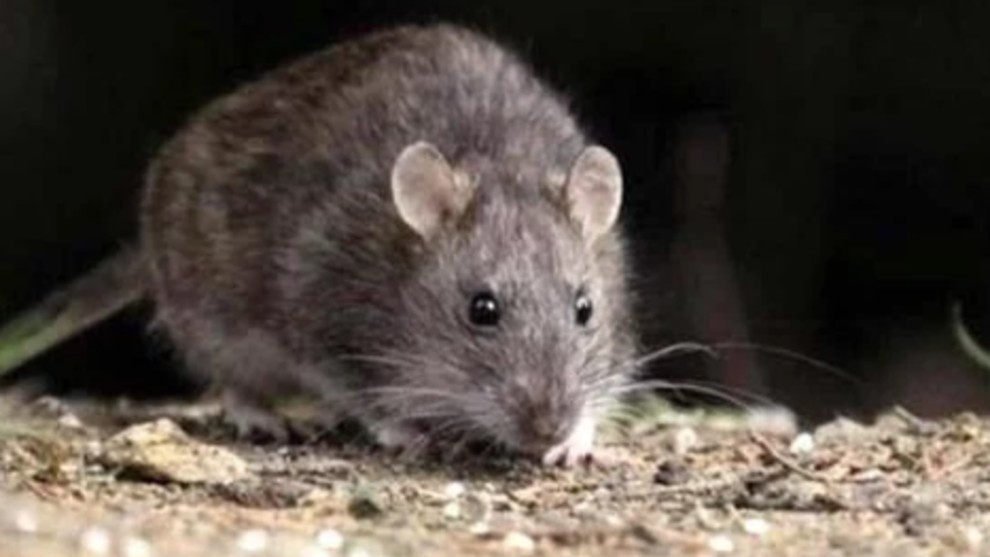 China registra la primera muerte por  hantavirus