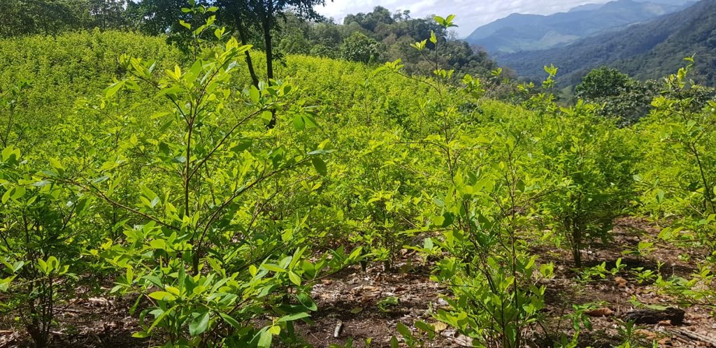 Imagen de Esto fue lo encontrado en el narcolaboratorio en Iriona, Colón