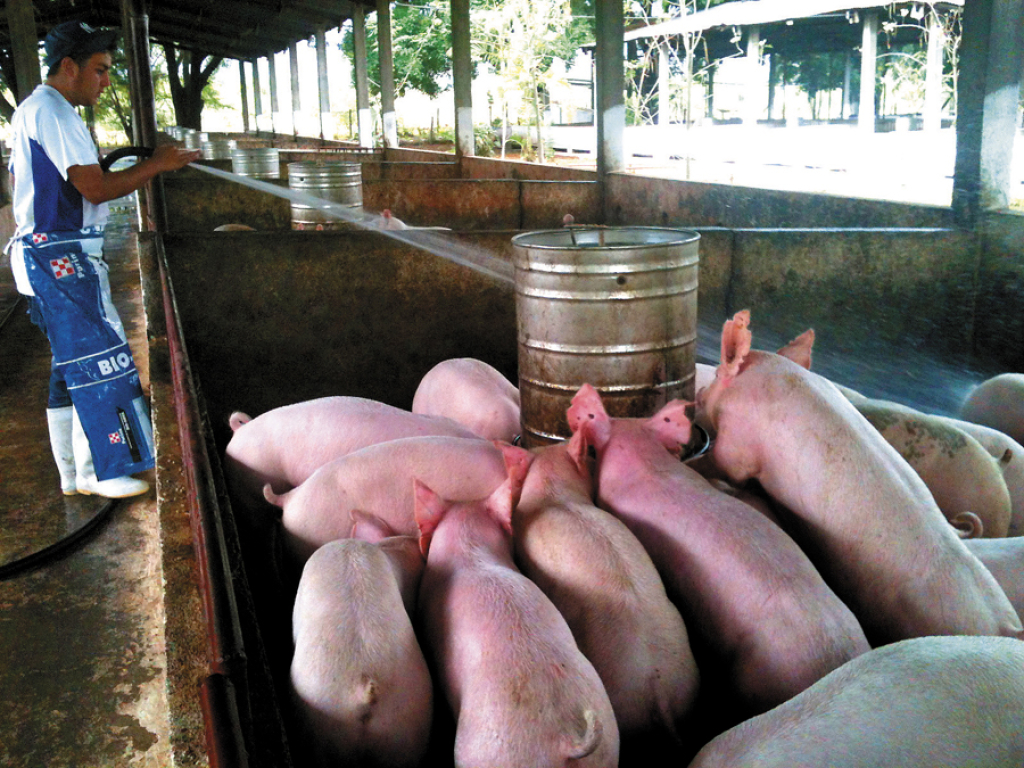 Imagen de El sector porcicultor seriamente afectado por coronavirus, su venta cae en un 60%