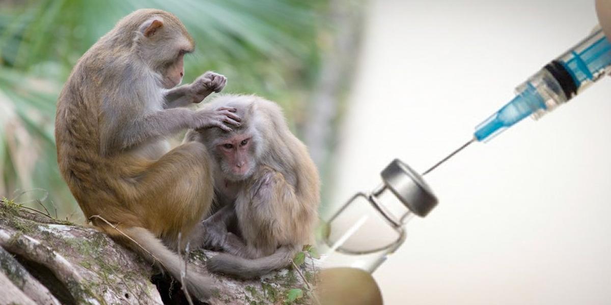 Con éxito China prueba vacuna contra coronavirus en monos