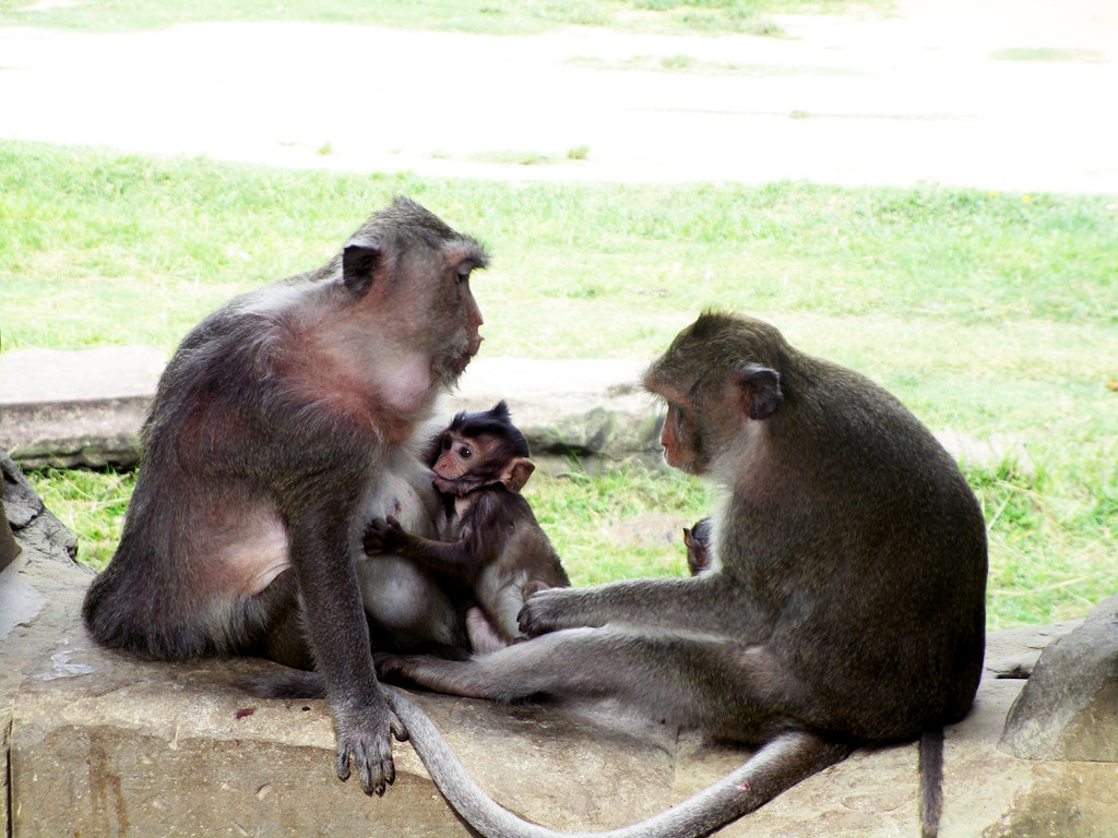 Conoce los animales que podrían tener la cura para el covid-19