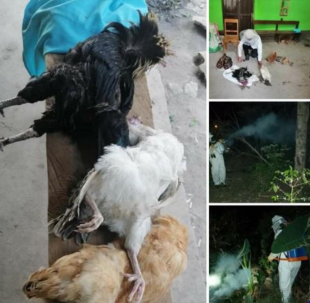 Ataque de abejas le mata varias gallinas a una familia en zona rural de Gracias, Lempira