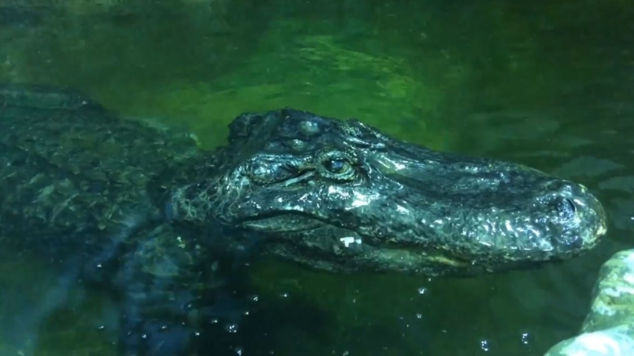 Vídeo: Muere a los 84 años el aligátor que escapó del zoológico de Berlín en la II Guerra Mundial