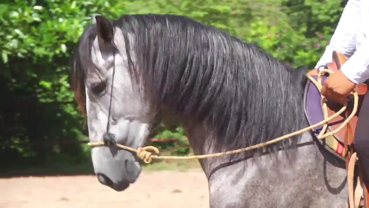 Caballo fue protagonista de pleito entre sus propietarios y agentes del orden en la capital, mira el vídeo
