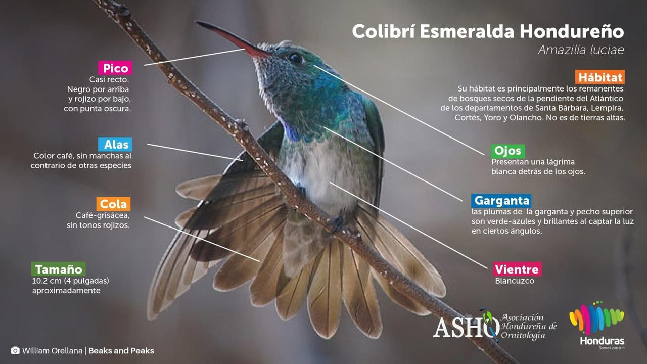 Colibrí Esmeralda hondureño protagoniza campaña de la nueva iPad Pro de Apple