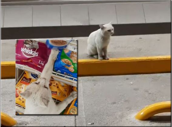Video: gato callejero guía a una mujer al supermercado y le señala con una pata su comida favorita
