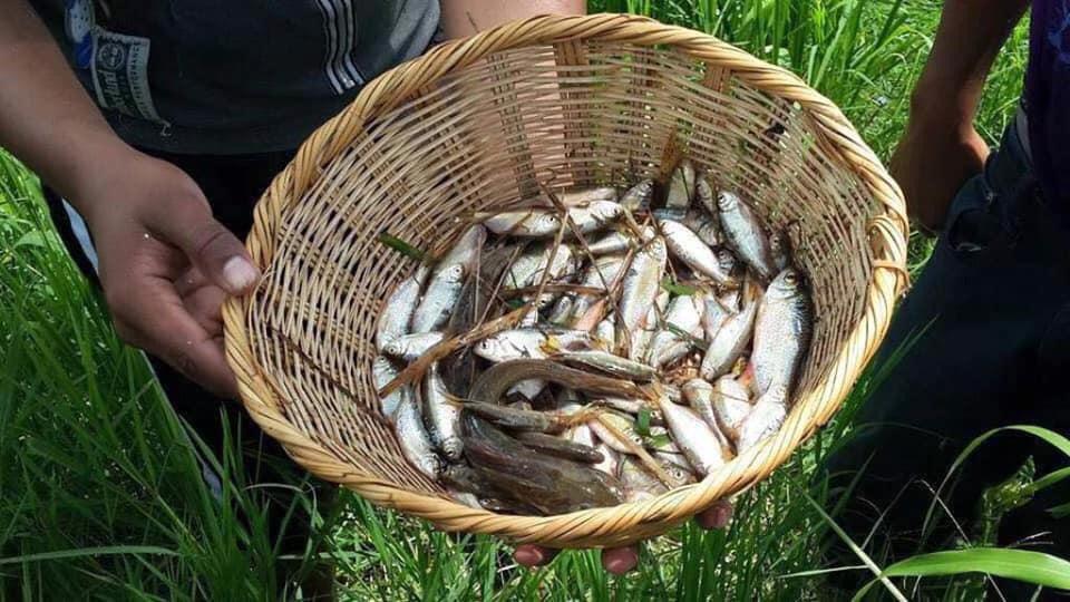 ¡Grandioso! El cielo hace llover peces en Yoro