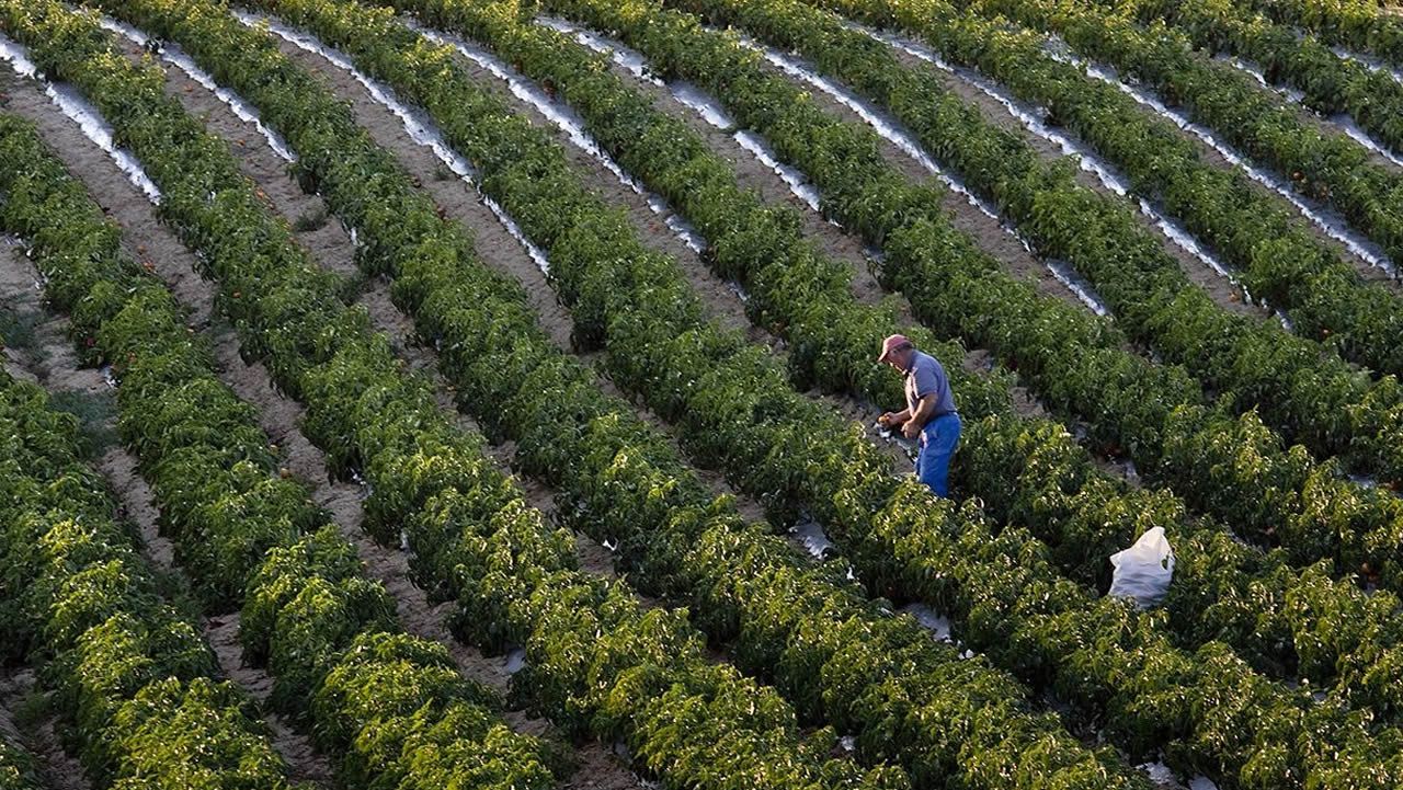 Proponen reactivación en 30 mil manzanzas de maíz georreferenciadas en Honduras