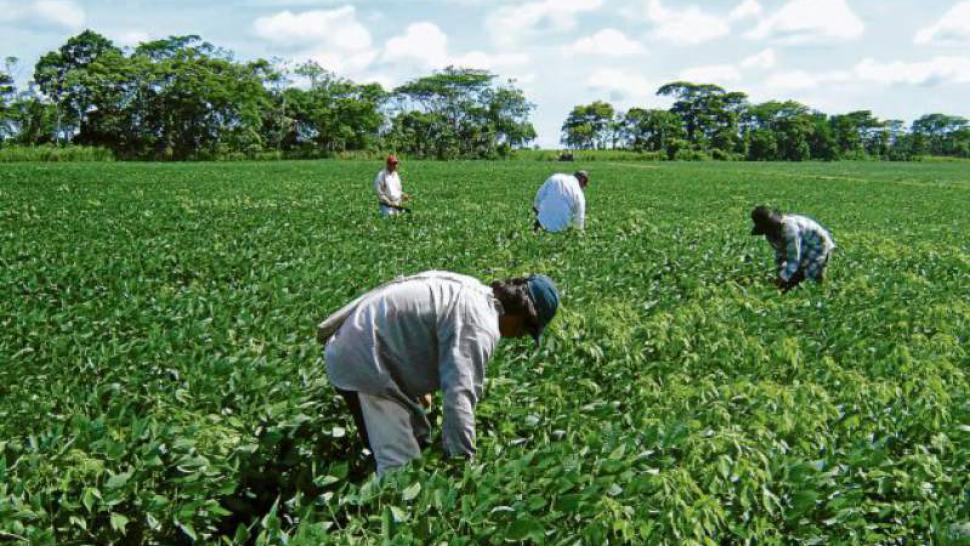 El sector privado promueve la apertura del sector agroalimentario en Honduras