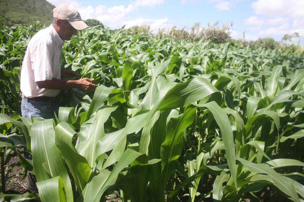 Agricultores responsabilizan a Mayra Falck y Ethel Deras de "poner en riesgo" la seguridad alimentaria en Honduras