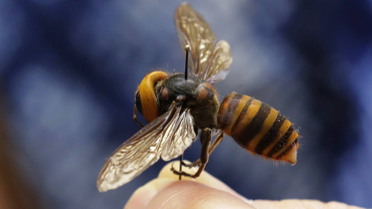 Honduras en alerta por llegada de agresiva Avispa Gigante Asiática, proveniente de Japón