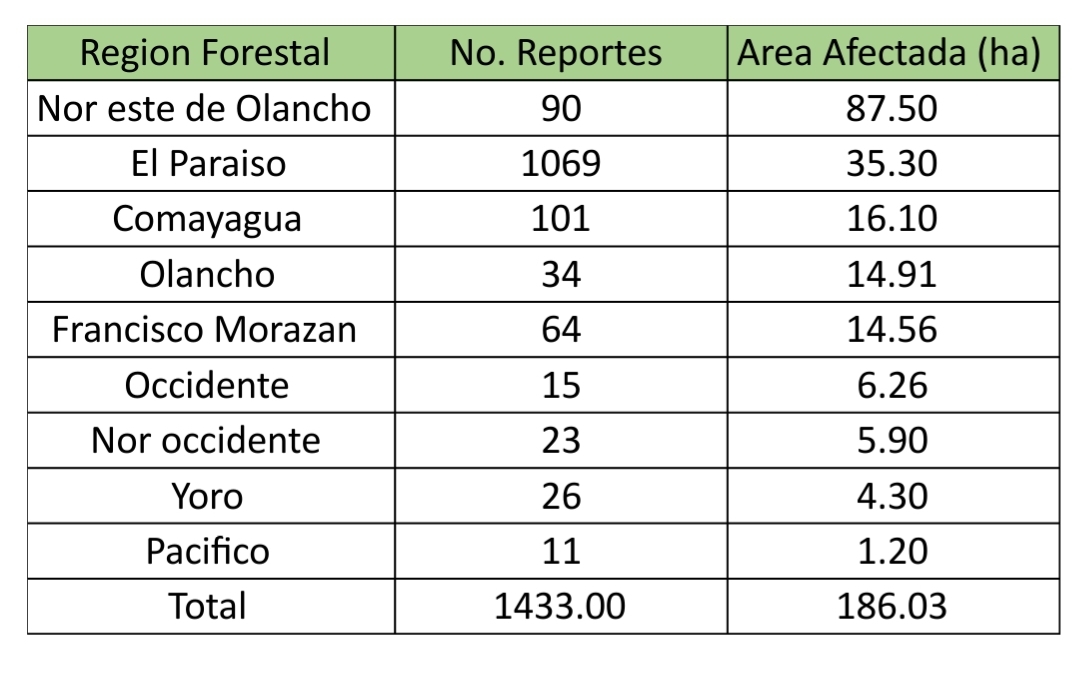 Imagen de Más de 1,400 brotes de gorgojo han afectado 186 hectáreas de bosque de Honduras