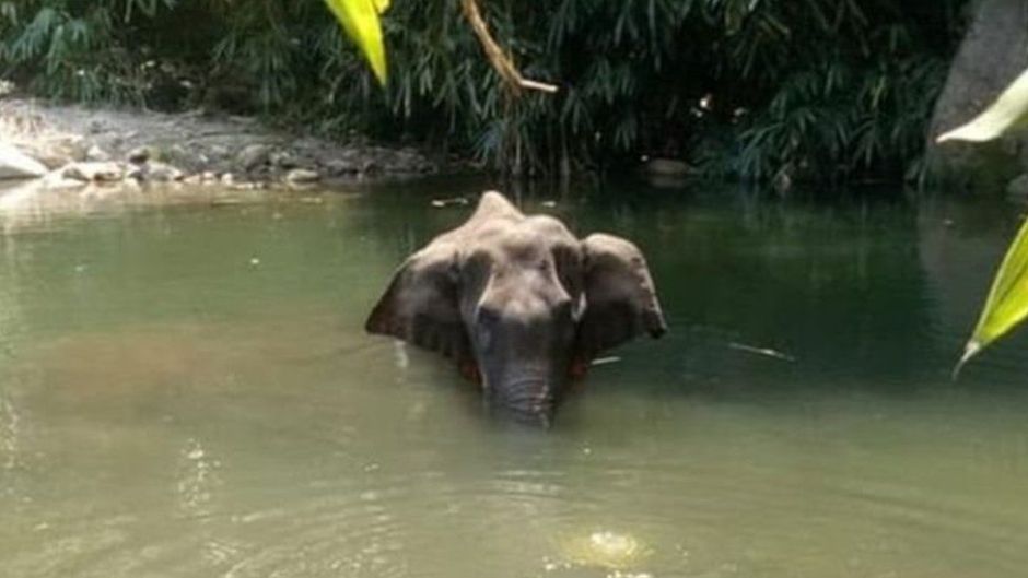 Dándole a comer una piña con explosivos matan a elefanta embarazada en la India