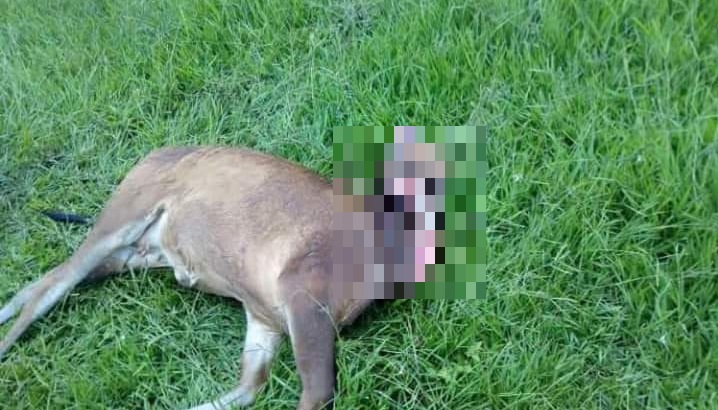 Hondureños aterrorizados: Extraño animal mata ganado en Yoro y ofrecen L5 mil a quien lo acabe