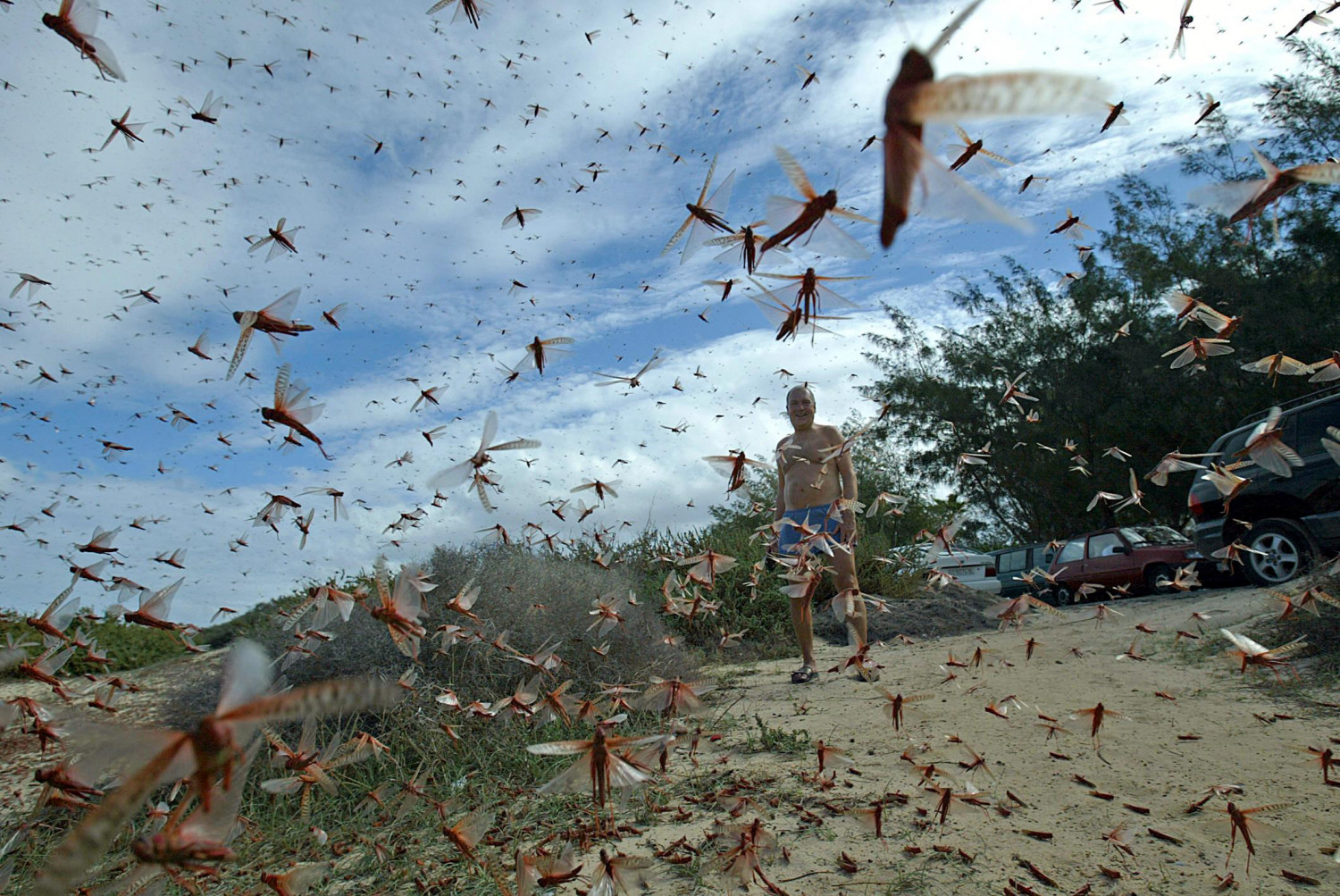 Plaga de langostas podría afectar a Brasil, país golpeado por el covid-19