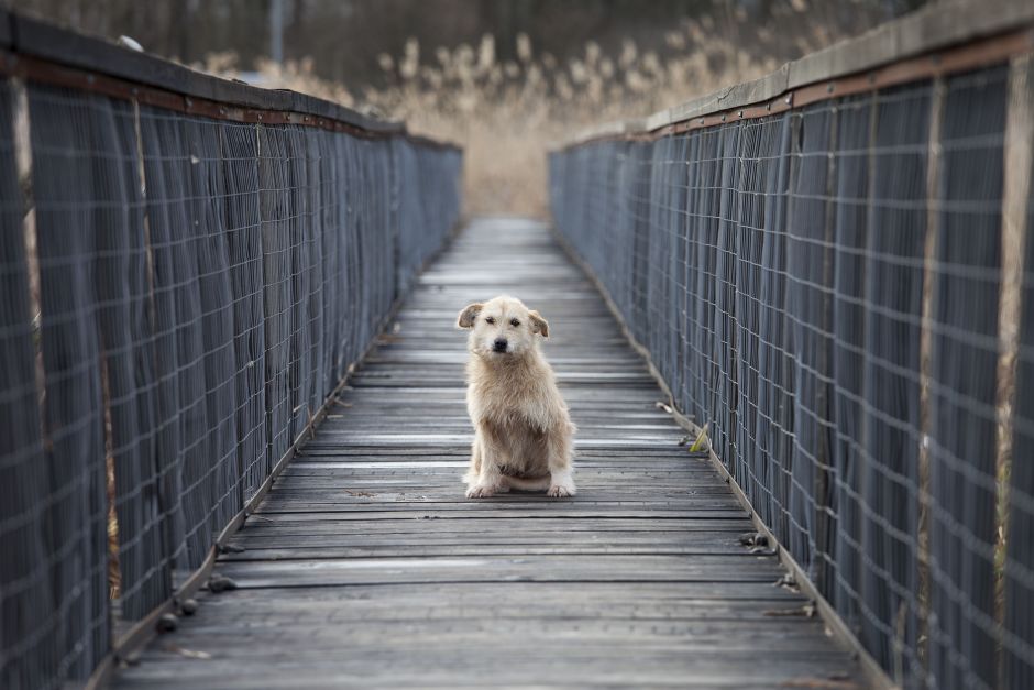Perro espera a su amo en el puente donde se suicidó por tener coronavirus