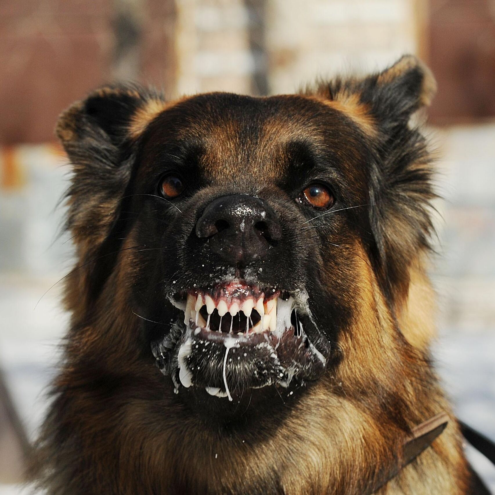 Hombre muere atacado por perros tras meterse a asaltar una casa