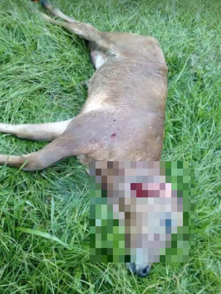 Imagen de cuerpo de nota