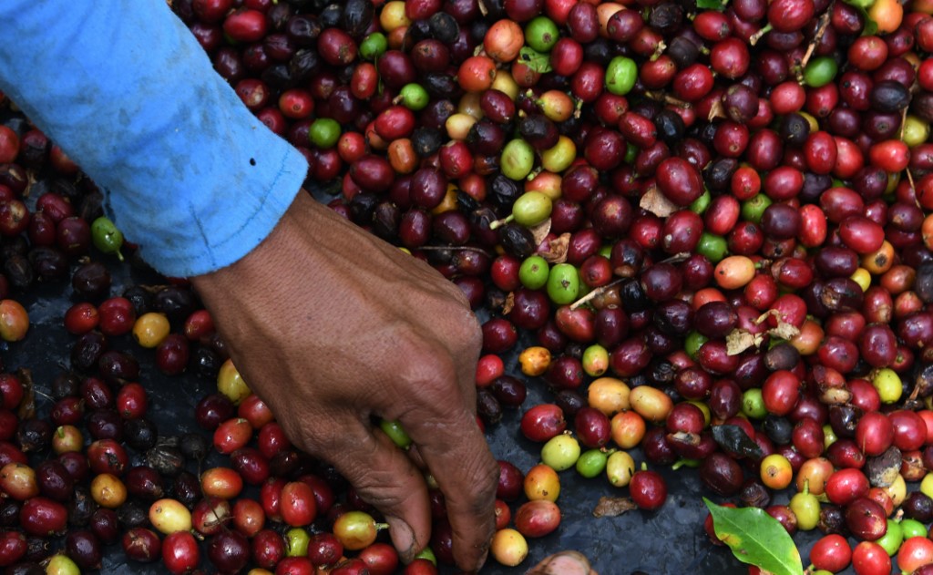 Imagen de Unos 60 mil productores de café se han beneficiado con la entrega del bono cafetalero