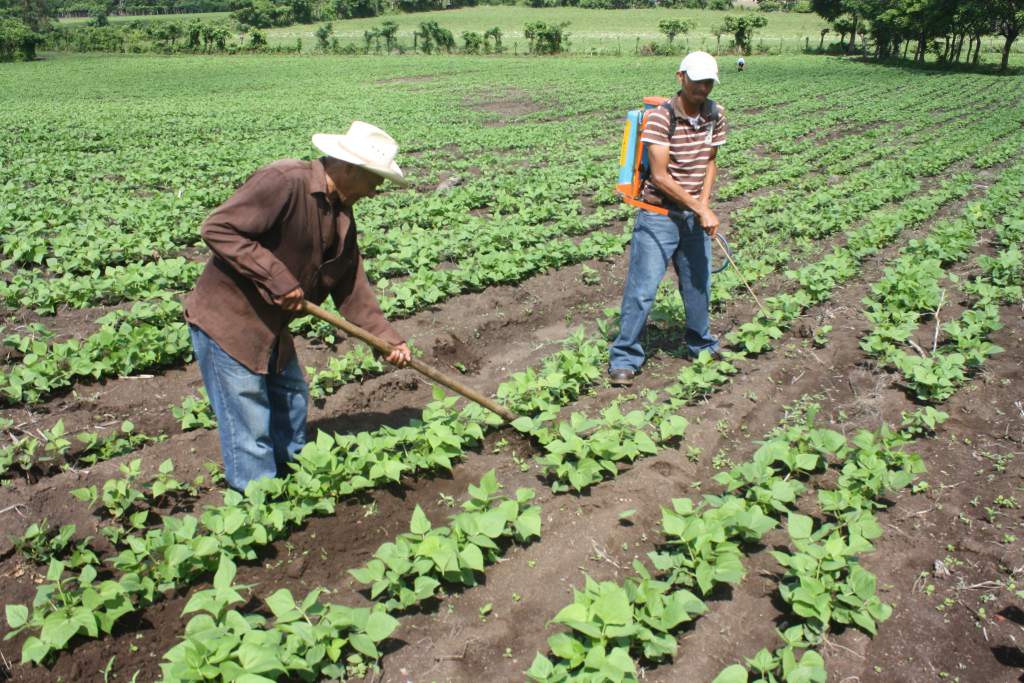Productores hondureños denuncian que apoyo financiero para el campo sigue politizado