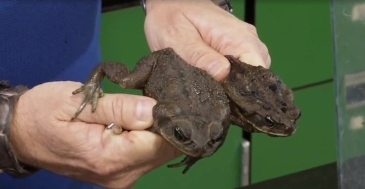 Sapos gigantes y tóxicos que pueden matar en 15 minutos a una mascota aparecen en Estados Unidos