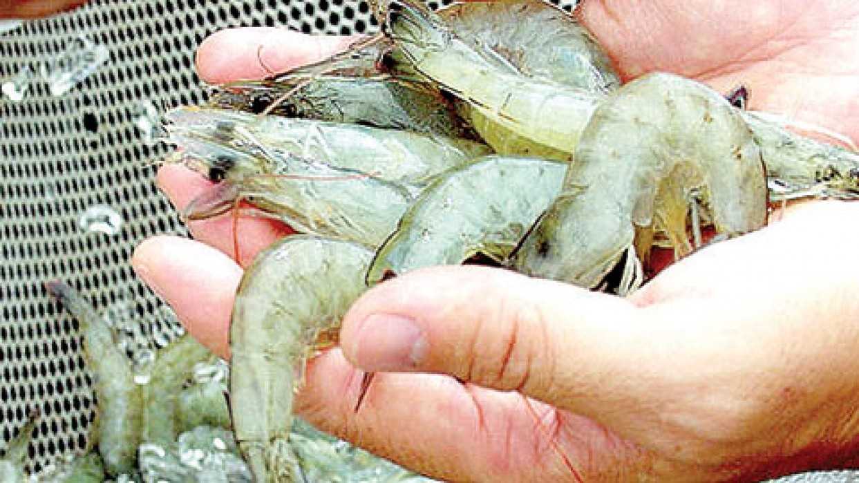 China realiza pruebas a camarones    provenientes de Ecuador para detectar coronavirus