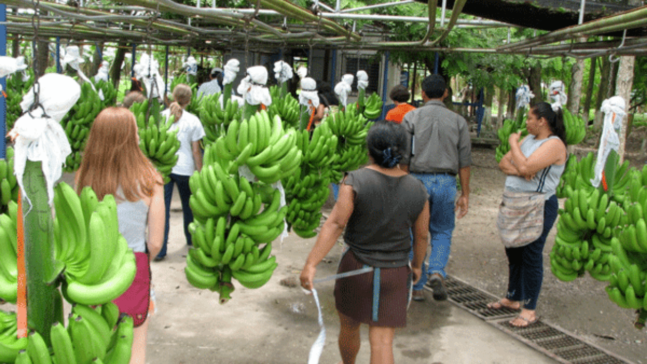 Alcalde de Puerto Cortés: “La empresa transnacional Chiquita Brands se fue hace ochos años y hasta ahora hacen todo el revuelo”