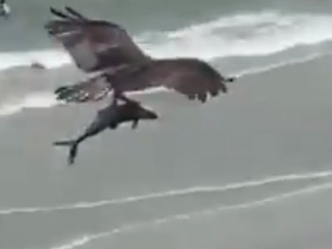 Video de Águila que atrapa con sus garras a un tiburón causa impacto