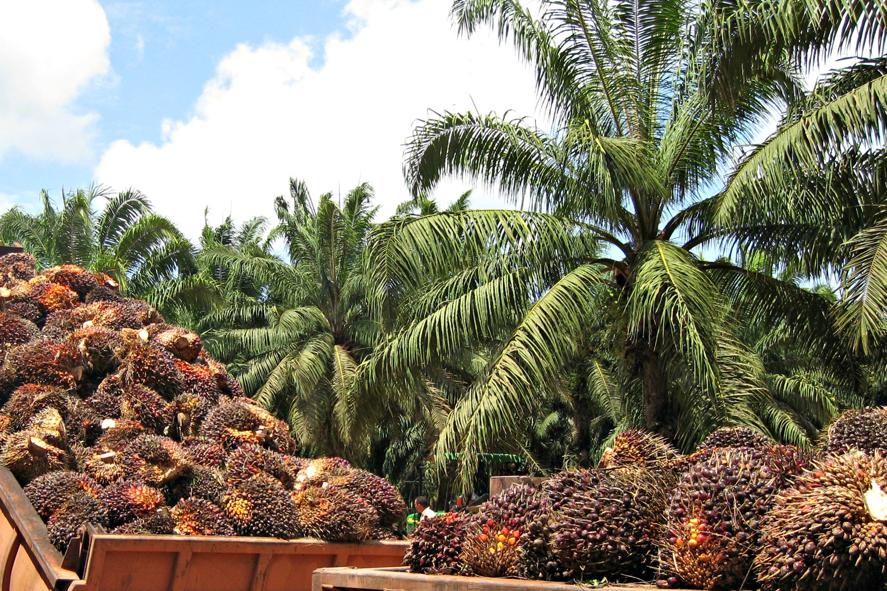 Honduras: Pandemia del covid-19 provoca estrepitosa caída del 44% en precio del aceite de palma africana