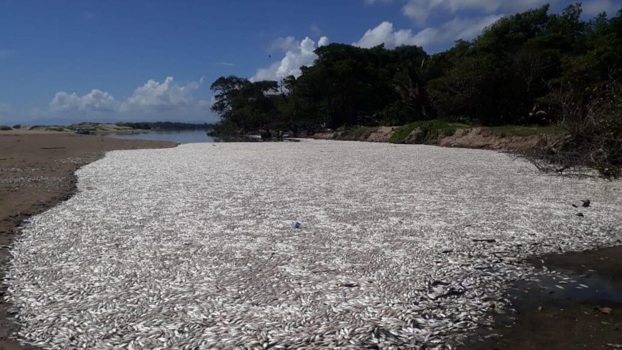 ¿Hubo mano criminal en la muerte masiva de peces en Colón?