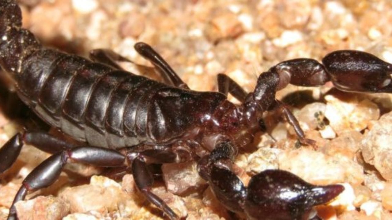 Conoce seis potentes venenos de animales que curan enfermedades mortales en los humanos