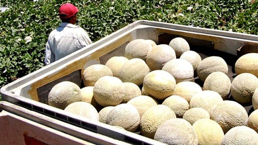 Se deteriora exportación de melones, sandías, aceite de palma y manufacturas