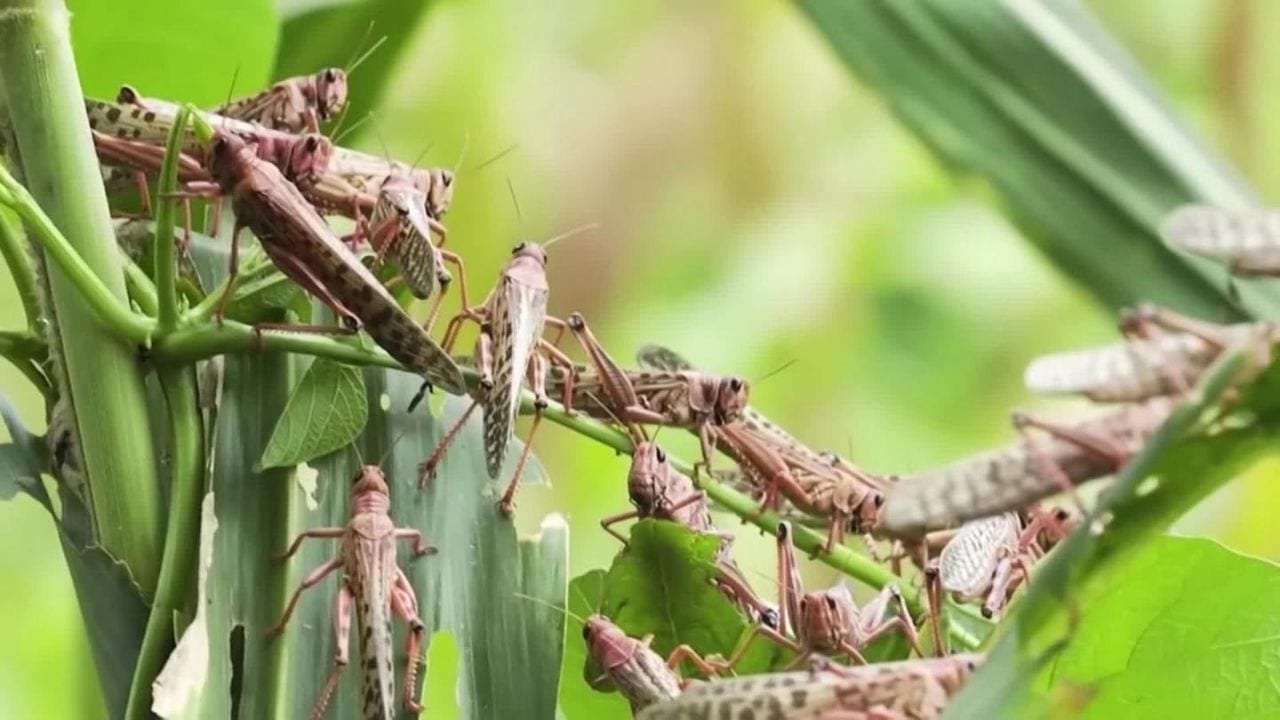 Plaga de langostas podría afectar unas 40 zonas de Honduras, advierte Senasa