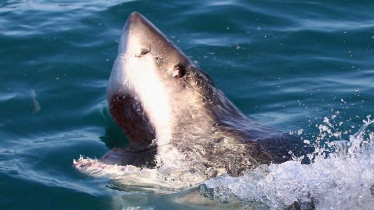 ¡Impactante! Tiburón ataca hasta matar a una ballena, mira el video