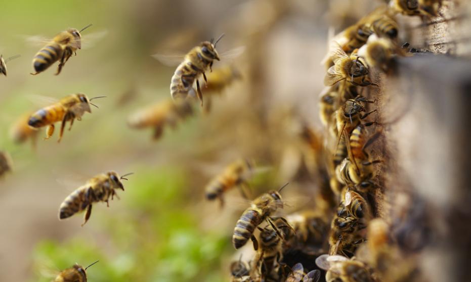 Abejas africanizadas atacan a varios habitantes de Marcala, La Paz