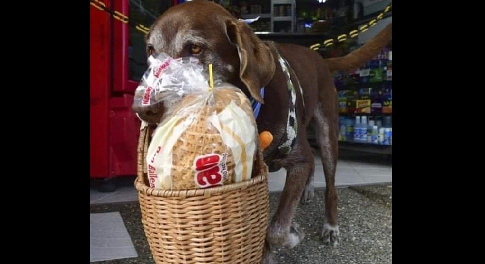 Perro hace entregas de comida a domicilio para que personas no se contagien de coronavirus