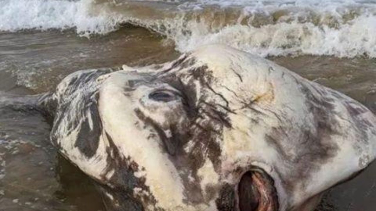 Aparece pez gigante en playas de Australia, su apariencia  te impactará